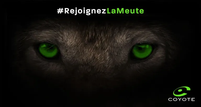 Visuel_Coyote