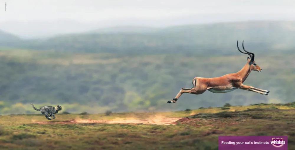 Des chats dans la savane...