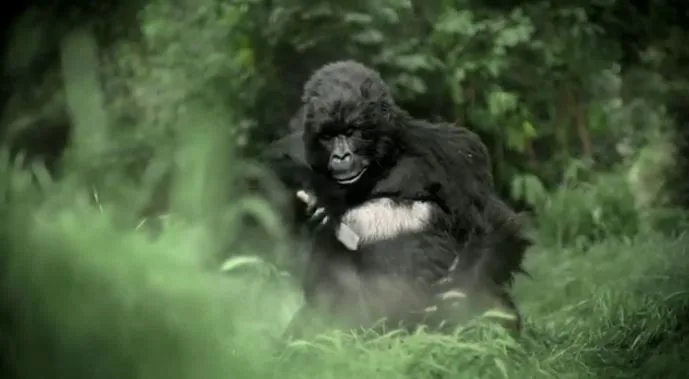 Des gorilles transformistes pour APES