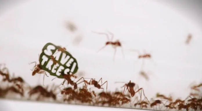 Un bataillon de fourmis pour WWF