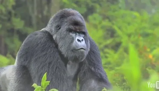 WWF vous fait frissonner