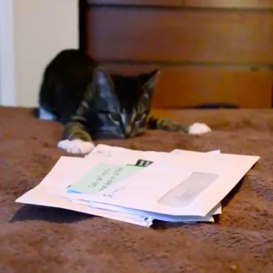 Un mailing pour chat