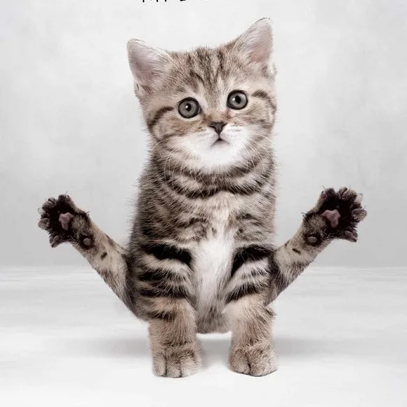 L'agilité des chats pour un club de Fitness
