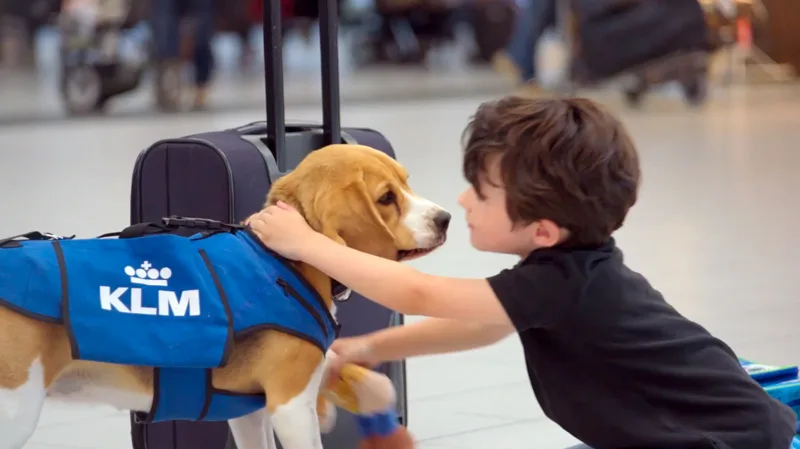 Une nouvelle recrue chez la compagnie aérienne KLM