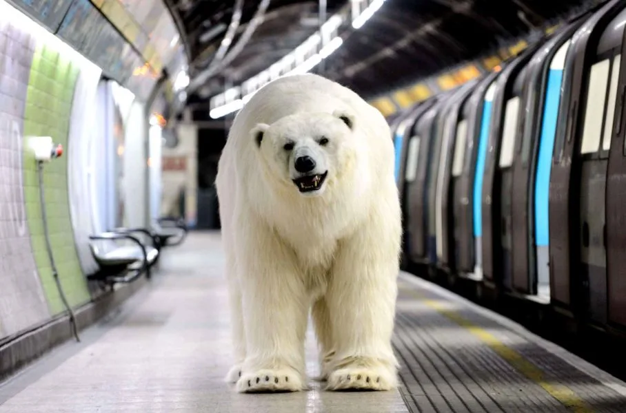 L'ours polaire de Sky Atlantic
