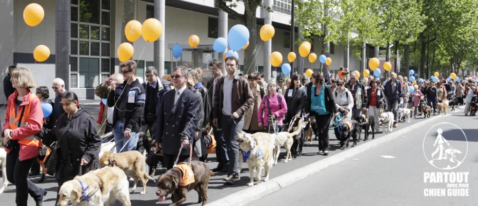 Une campagne contre la discrimination des chiens guides d'aveugles