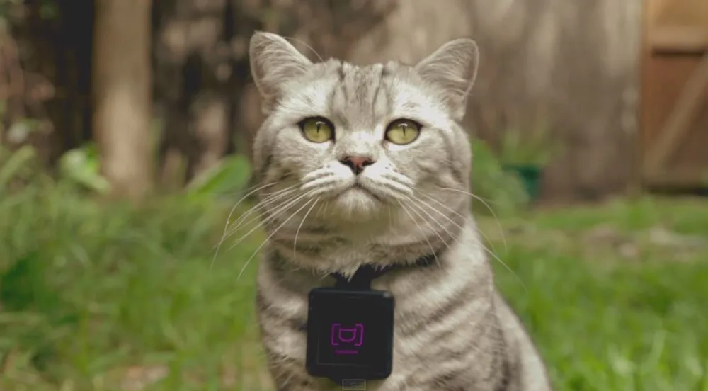 Les chats whiskas publient sur Instagram