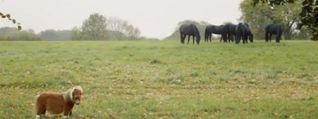 poney-amazon-publicite-jeunes-offre-premium