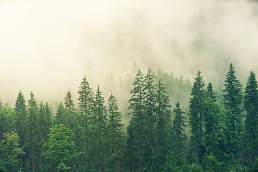 The Deforestation Beat : ou quand WWF nous fait danser au rythme de la déforestation