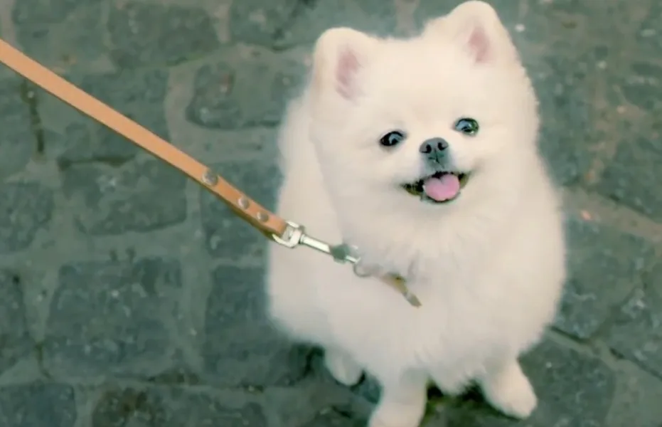 Avec Sarenza, c’est votre chien l’influenceur !