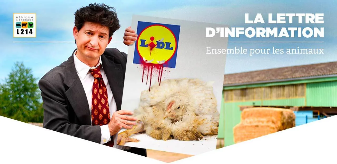 Poulets maltraités : Lidl se fait parodier pendant que KFC assume