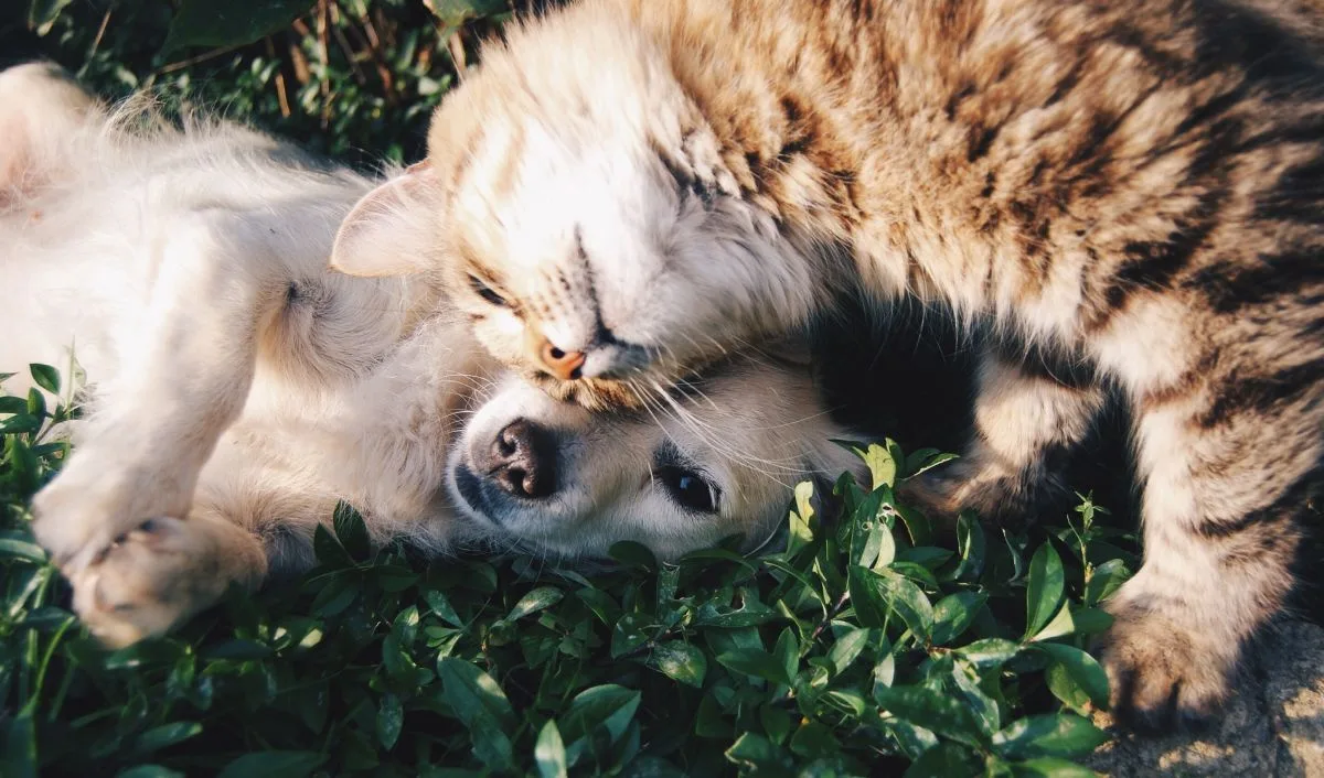 Chiens ou chats ? L’éternelle question qui affole la toile!